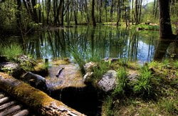 Alluvial forest biotope