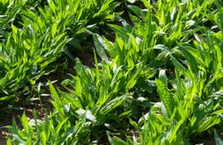 Right time for harvest